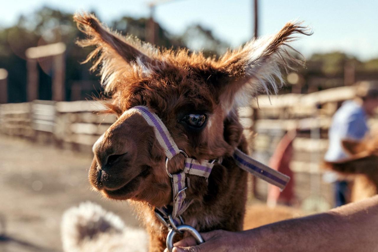 Hunter Valley Resort, Hunter Farm Adventure Centre & 4 Pines At The Farm Pokolbin Exteriör bild